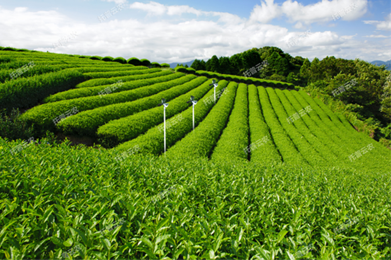 什么智慧茶園？